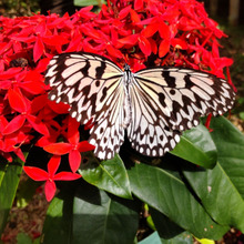 穴場だと思った蝶ハウス!海亀!やっと会えた動かない鳥ハシビロコウ【自分的ベスト3:生き物編】