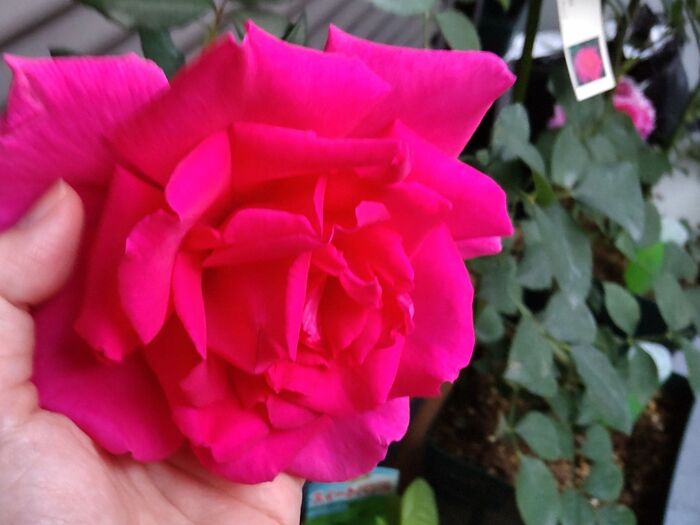 自分的ナンバー2:お家de強香の薔薇の花と香りを楽しむ♪
