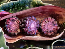 お庭で炭火で…ラーメン、焼きおにぎり、焼き芋、もちもち食感の焼きパープルとうもろこし、そしてスルメ…