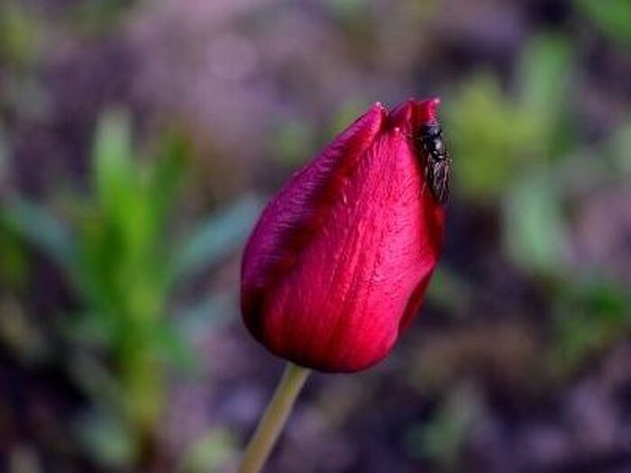 チューリップの病気と害虫