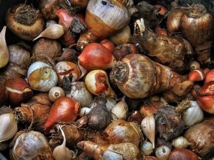 チューリップの花が咲いたあと