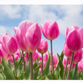 「チューリップ(Tulip/鬱金香)」世界中で人気のある球根植物