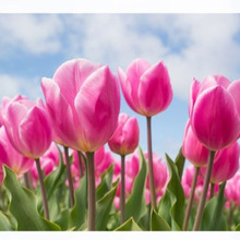 「チューリップ(Tulip/鬱金香)」世界中で人気のある球根植物