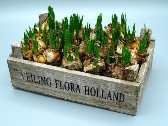 チューリップの球根の植え方のポイント