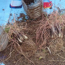 ペットボトルでラッキョウを