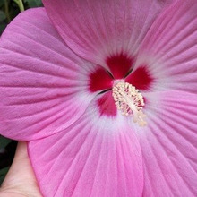 品種改良された驚きが連続のニューフェイス花【自分的ベスト3】断トツの1位花です!