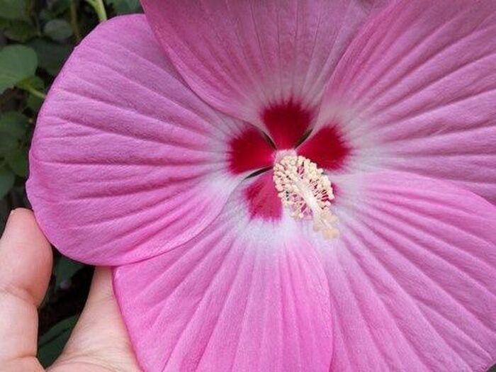 品種改良された驚きが連続のニューフェイス花【自分的ベスト3】断トツの1位花です!