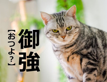 【御強】を「おつよ」と読むと笑われます!【読めないと恥ずかしい漢字クイズ】