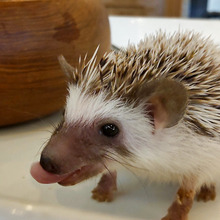 コロナ渦にお勧めかも♡つぶらな瞳の可愛い動物~!【3選】