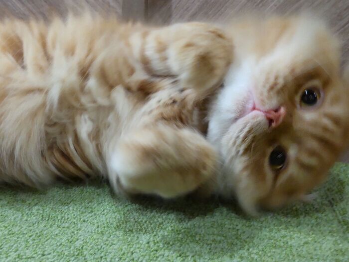 【2位】 猫特有の仕草や動き♡ゴロにゃんと甘えるなど♪