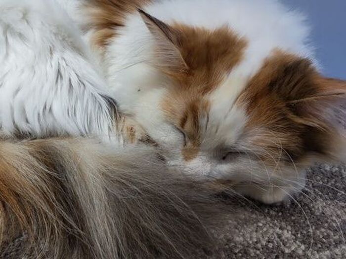 眠り猫といえば・・・