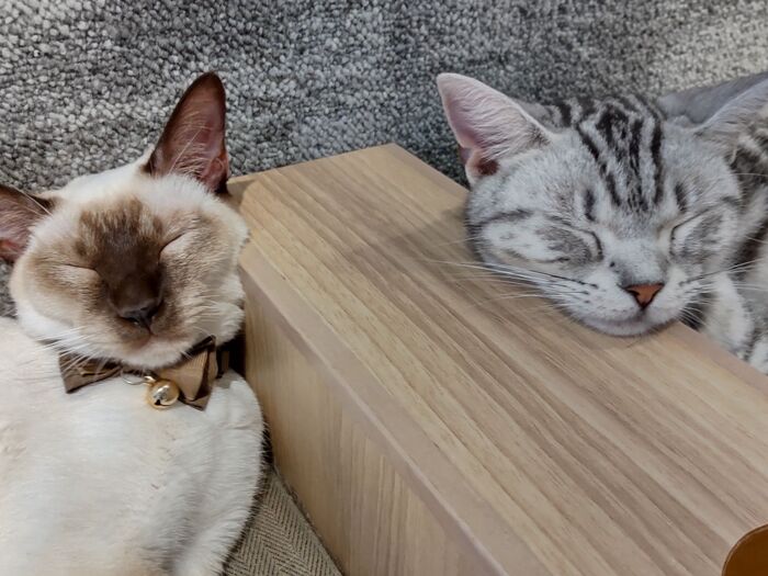 【3位】可愛い寝顔の猫!