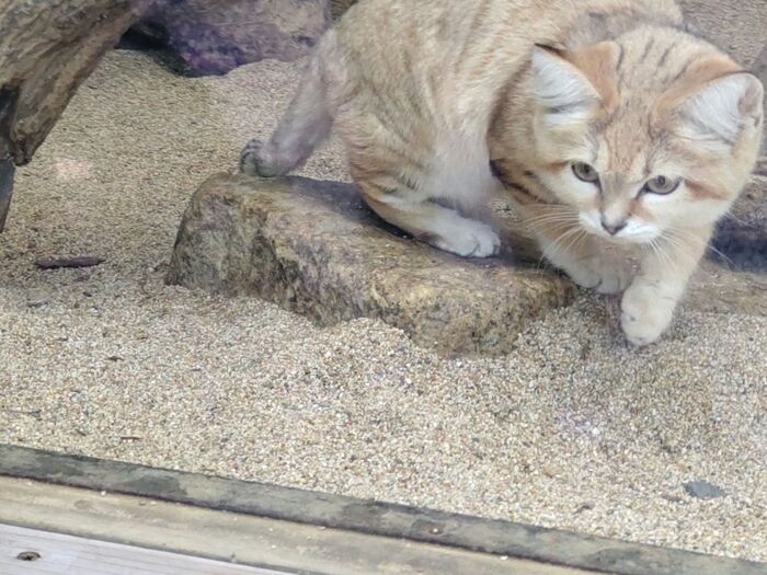 おまけ:神戸動物王国のスナネコさん