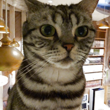 癒される♡駅、繁華街近くの猫カフェショップ3選♡猫の魅力3選!