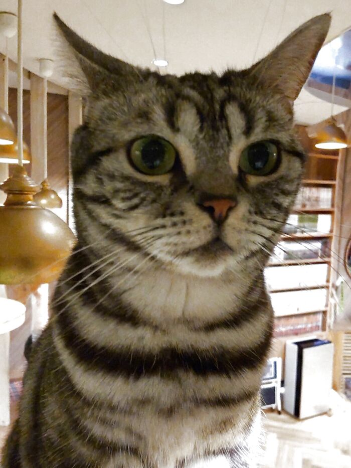 癒される♡駅、繁華街近くの猫カフェショップ3選♡猫の魅力3選!