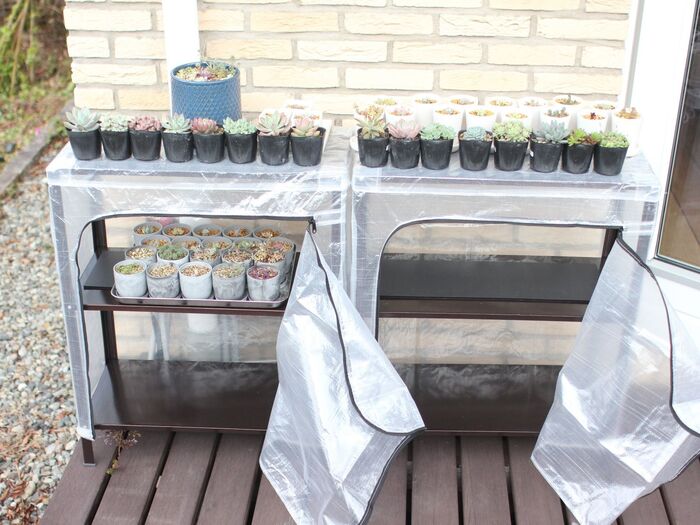 多肉植物を越冬させるためのおうちはコレ!