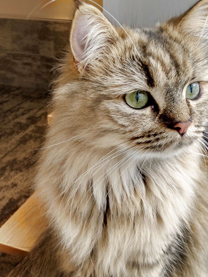 【1位 】毛皮&毛並みとキャッツアイ→独特な瞳の綺麗さ!