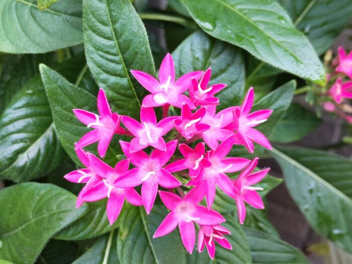【自分的ベスト3】星の形のペンタス 素敵な花言葉♪