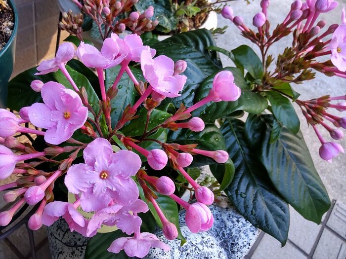 『天使の香り』寒い冬がやってくる♡そんな時期でも華やかな花【自分的ベスト3】