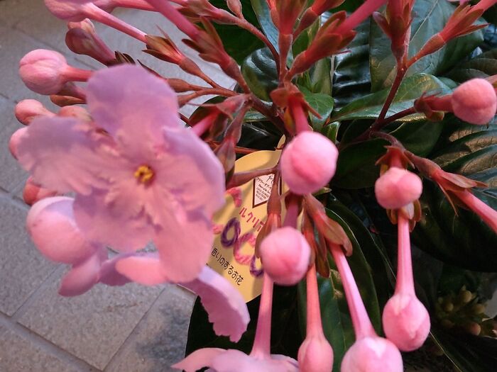 【自分的ベスト1】ルクリア 殺風景になる冬の季節に咲き誇る花!