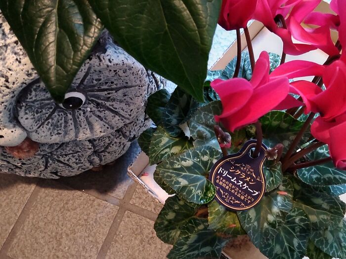 【自分的ベスト2】大きな花が咲くガーデンシクラメン→お花の少ない冬の花壇で長く楽しめる!