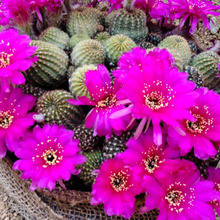 不思議!水と関わりのある植物の満開の花が美しい~!【3選】