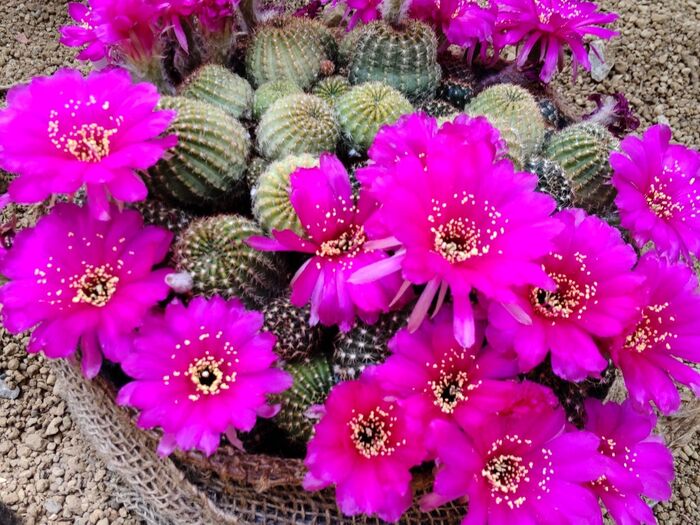 不思議!水と関わりのある植物の満開の花が美しい~!【3選】