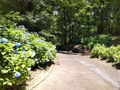 【3位】雨の好きな花：紫陽花撮影：2022年6月　鶴見緑地公園の花の谷