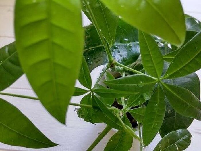 「パキラ」はお祝いによく贈る観葉植物で、運気が上がる観葉植物~!