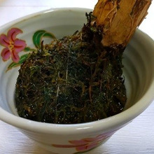 風水で人気♡財を発する木、苔玉観葉植物が素敵すぎる訳!♪使わない湯呑を有効活用!