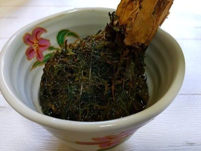 風水で人気♡財を発する木、苔玉観葉植物が素敵すぎる訳!♪使わない湯呑を有効活用!