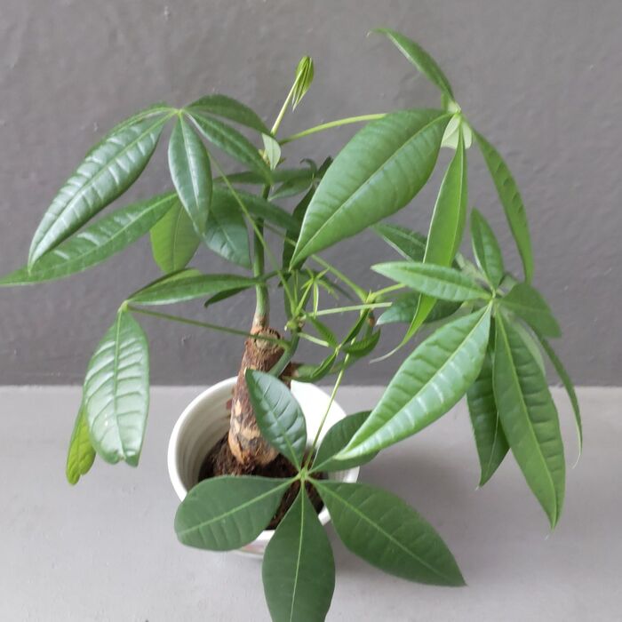 大きめの湯呑などを鉢にしてみました!