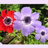 アネモネ/春の訪れを知らせてくれる花