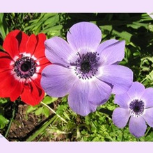 アネモネ/春の訪れを知らせてくれる花