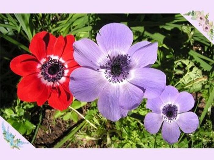 アネモネ/春の訪れを知らせてくれる花