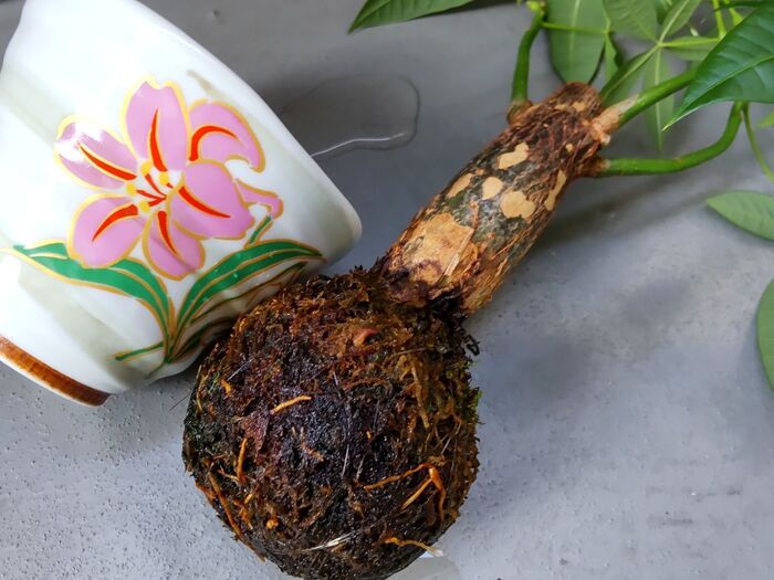 苔玉は世話が簡単!