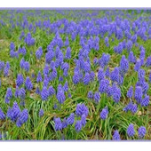 「ムスカリ(muscari/グレープヒヤシンス)」生命力の強い球根植物