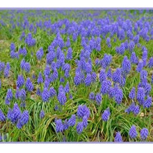 「ムスカリ(muscari/グレープヒヤシンス)」生命力の強い球根植物