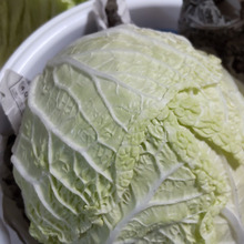 白菜はまるごと買いがお得♡保存するのに適した入れものとは?白菜が長持ちする保存方法