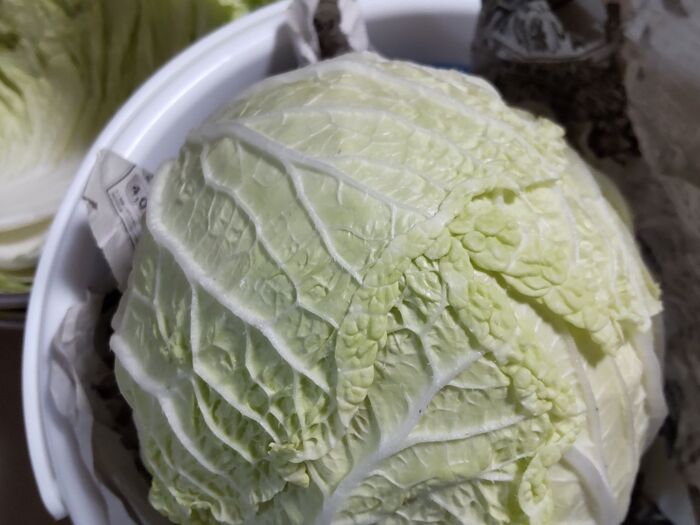 白菜はまるごと買いがお得♡保存するのに適した入れものとは?白菜が長持ちする保存方法