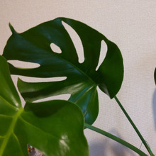 観葉植物の水やりのタイミングが簡単に分かる♡水やり当番をしてくれる頼もしいグッズ