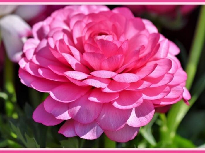 「ラナンキュラス（ranunculus／花金鳳花）」豪華な美しさが魅力的な花