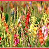 「グラジオラス 」古代ギリシア・ローマ時代から愛されてきた花