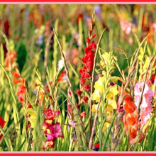 「グラジオラス 」古代ギリシア・ローマ時代から愛されてきた花