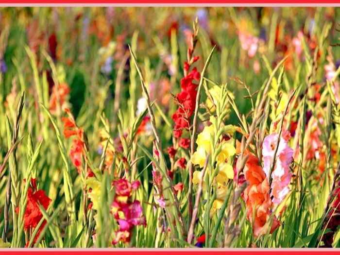 「グラジオラス 」古代ギリシア・ローマ時代から愛されてきた花