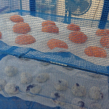 もちパパ もちをつく……あんことpizza