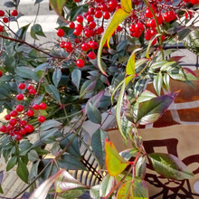 お正月に福を招く赤い実を飾りましょう~♪