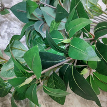 意外にお家にしっくりくる、セリアの「造花」やっぱり使える!となりのトトロっぽいもの今回チョイス