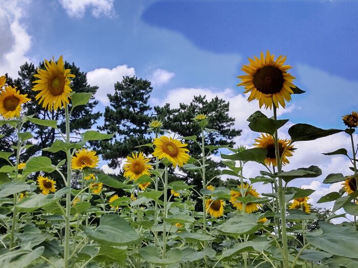 子どもりょうり絵本です。見ているだけでも癒される、そして為になる!