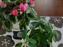 知らずに大きくなっていた観葉植物の成長で鉢替え♪今じゃ100円が980円みたい〜